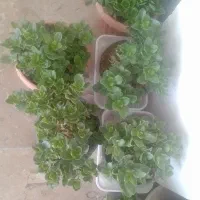 گل کالانکوئه