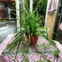 گل گندمی و موسی در گهواره