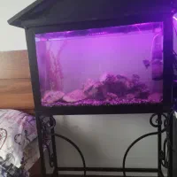 اکواریوم بزرگ با تمام لوازم مرجان های خواص