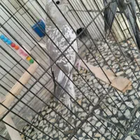 فروش فوری یک جفت عروس هلندی مولد|پرنده|دوگنبدان, |دیوار