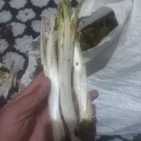 کنگر تاره و ترد