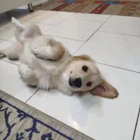 توله پامر اشپیتز|سگ|مشهد, زمانه|دیوار