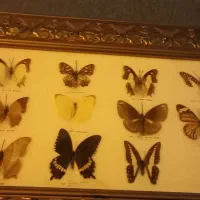 بدون قرعه کشی طلا هدیه بگیر