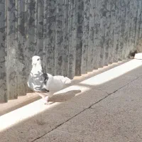 پرنده|پرنده|مرودشت, بیست متری بیمارستان|دیوار