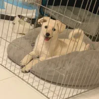 فروش سگ ۳ماهه میکس اشپیتز