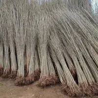 نهال صنوبر قلمه سفید