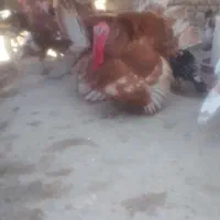 تعداد بوقلمون برنزه بوربون بالغ نیمچه جوجه