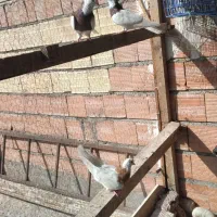 کبوتر کلفه ساری قرمزی