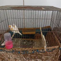 دوجفت قناری