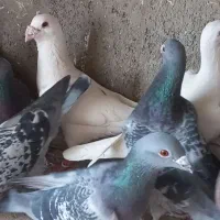 کبوتر آلمان|پرنده|نیشابور, شهید بهشتی|دیوار