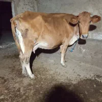 گاو گوساله ماده سیمنتال