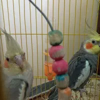 عروس هلندی بازیگوش