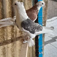 کبوتر
