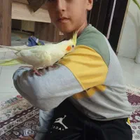 عروس هلندی سالم سه ماهه