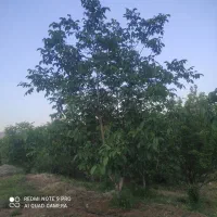 باغ 7سال نقد ومعاوضه