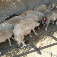 قوچ|حیوانات مزرعه|گیلان غرب, |دیوار