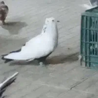باخت خورده