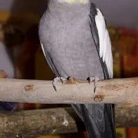 عروس هلندی نر یک ساله