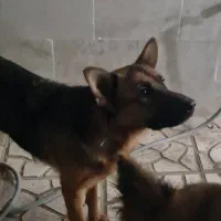 سگ ژرمن ماده|سگ|شهرکرد, |دیوار