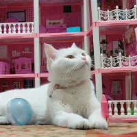 گربه اسکاتیش