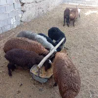 بره نروماده هترو