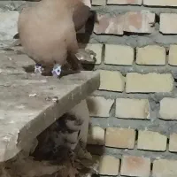 تعداد کفتر رنگه