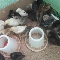 فروش جوجه محلی ۲۰روزه