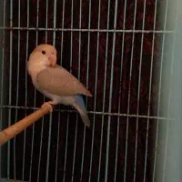 جوجه کوتوله برزیلی