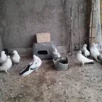 دمی|پرنده|میانه, |دیوار