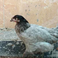 خروس ومرغ