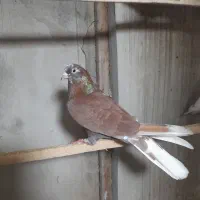 کبوترپرشی|پرنده|رشت, یخسازی|دیوار