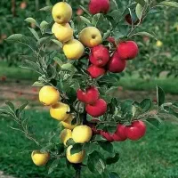 نهال فروشی سبز نهال