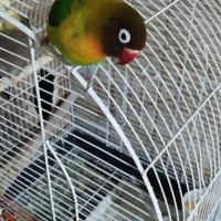 طوطی برزیلی|پرنده|سوسنگرد, |دیوار