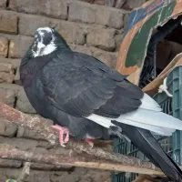 تعدادی کفترپرشی|پرنده|هرسین, |دیوار