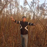 نهالستان ایران نهال|خدمات باغبانی و درختکاری|میاندوآب, |دیوار