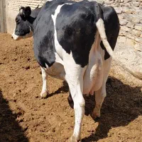 گاوابستن وتازه زایمان
