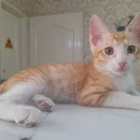 واگذاری گربه نارنجی