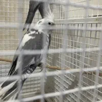دو جفت آلبینو نر دوکت ماده خالص آلبینو|پرنده|مشهد, منزل آباد|دیوار