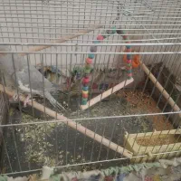 عروس هلندی|پرنده|فولادشهر, مسکن مهر فولادشهر|دیوار