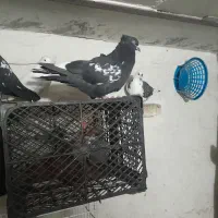 زاغ بوره درج یک