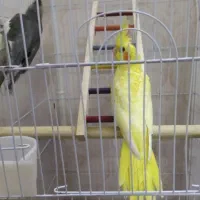 عروس هلندی و مینافوق دستی رنگ فوق زعفرونی سخنگو