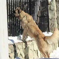 سگ سرابی پژدر دورگه|سگ|بومهن, |دیوار