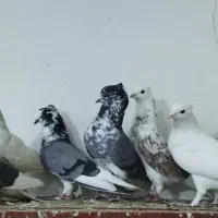 کفتر ۸ عدد کاکولی|پرنده|محمدشهر, شهرک پیام (مهرالبرز)|دیوار