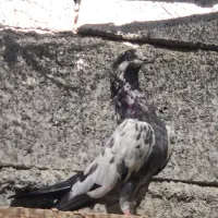 چینا|پرنده|میناب, |دیوار