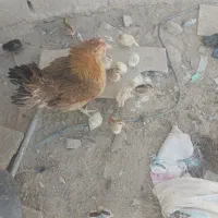 جوجه محلی|حیوانات مزرعه|هامون, |دیوار