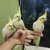 عروس هلندی جوجه