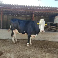 گاو شیری|حیوانات مزرعه|رامیان, |دیوار