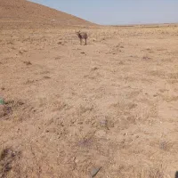 الاغ خرگله زاییده ابستان|حیوانات مزرعه|یزد, |دیوار