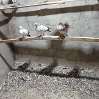 کبوتر|پرنده|باغ ملک, |دیوار