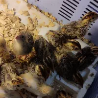 جوجه بلدرچین